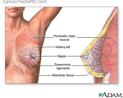 Testicular Cancer Lump. What is breast cancer?