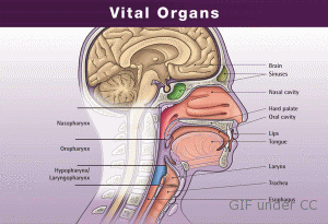 head and neck cancer