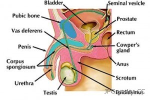 penile cancer