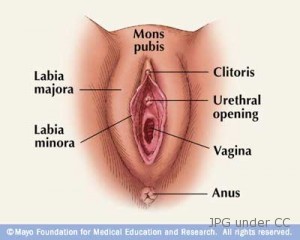 vulvar-cancer-diagram